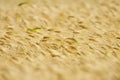 Golden cereal field closeup Royalty Free Stock Photo