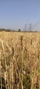 Golden Cereal field with ears of wheat, Agriculture farm and farming concept Royalty Free Stock Photo