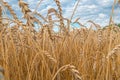 Golden Cereal field with ears of wheat,Agriculture farm and farming concept.Harvest.Wheat field.Rural Scenery.Ripening ears.Rancho Royalty Free Stock Photo
