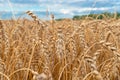 Golden Cereal field with ears of wheat,Agriculture farm and farming concept.Harvest.Wheat field.Rural Scenery.Ripening ears.Rancho Royalty Free Stock Photo