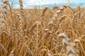 Golden Cereal field with ears of wheat,Agriculture farm and farming concept.Harvest.Wheat field.Rural Scenery.Ripening ears.Rancho Royalty Free Stock Photo