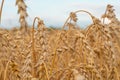 Golden Cereal field with ears of wheat,Agriculture farm and farming concept.Harvest.Wheat field.Rural Scenery.Ripening ears.Rancho Royalty Free Stock Photo