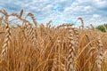 Golden Cereal field with ears of wheat,Agriculture farm and farming concept.Harvest.Wheat field.Rural Scenery.Ripening ears.Rancho Royalty Free Stock Photo