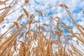 Golden Cereal field with ears of wheat,Agriculture farm and farming concept.Harvest.Wheat field.Rural Scenery.Ripening ears.Rancho Royalty Free Stock Photo