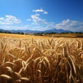 Fields of wheat - Idyllic Rural Landscape with Cereal Plants and Azure Sky - AI generated