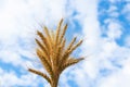 Golden cereals grows in field over blue sky. Grain crops. Spikelets of wheat, June. Important food grains