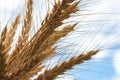 Golden cereals grows in field over blue sky. Grain crops. Spikelets of wheat, June. Important food grains