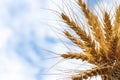 Golden cereals grows in field over blue sky. Grain crops. Spikelets of wheat, June. Important food grains