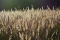 Golden cereals lighted by the sun. Autumn sunny day