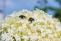 Golden chafer Cetonia aurata sitting on white flowers. Insect pest on a flowers petal. Against the sky. Royalty Free Stock Photo