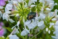 Golden chafer Cetonia aurata sitting on white flowers. Insect pest on a flowers petal. Royalty Free Stock Photo