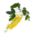 Golden chain (Laburnum anagyroides) Royalty Free Stock Photo