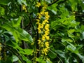 The golden chain or golden rain tree (common laburnum) flowering with the long racemes of yellow flowers