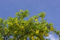 Golden chain tree, laburnum against blue sky London England Eur Royalty Free Stock Photo