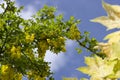 Golden chain tree, laburnum against blue sky London England Eur Royalty Free Stock Photo