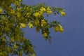 Golden chain tree, laburnum against blue sky London England Eur Royalty Free Stock Photo