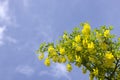 Golden chain tree, laburnum against blue sky London England Eur Royalty Free Stock Photo