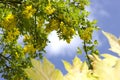 Golden chain tree, laburnum against blue sky London England Eur Royalty Free Stock Photo