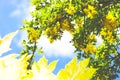 Golden chain tree, laburnum against blue sky London England Eur Royalty Free Stock Photo