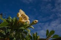 Golden chalice vine - Solandra maxima - flowers Royalty Free Stock Photo