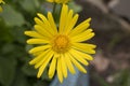 Golden chamomile close-up, clearly visible petals