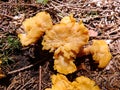 Golden chanterelle Cantharellus cibarius, girolle  yellow edible mushroom, Fungus in the natural Royalty Free Stock Photo