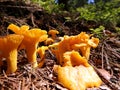 Golden chanterelle Cantharellus cibarius, girolle  yellow edible mushroom, Fungus in the natural Royalty Free Stock Photo