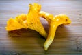 Golden chanterelle on the cutting board