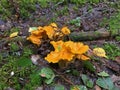 Golden Chanterelle Mushroom Species of Fungi Cantharellus Cibarius