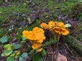 Golden Chanterelle Orange Mushroom Species of Fungi Cantharellus Cibarius