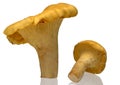 Golden chanterelle - isolated Royalty Free Stock Photo