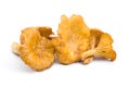 Golden Chanterelle mushroom Royalty Free Stock Photo