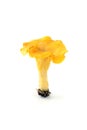 Golden chanterelle mushroom on white isolated background Royalty Free Stock Photo