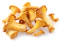 Golden chanterelle mushrooms isolated on white background
