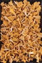 Golden chanterelle mushrooms one of the most famous of all the wild edible mushrooms Royalty Free Stock Photo