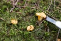 Golden Chanterelle Yellow mushrooms grow on forest floors being cut in forest Royalty Free Stock Photo