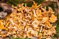 Golden Chanterelles mushroom basket Royalty Free Stock Photo