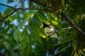 Golden-cheeked Warbler resting on a branch