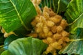 Golden chestnut tree with spiny fruit, Chinquapin plant. Vibrant leaves and palm fruit growing in a remote location in Royalty Free Stock Photo