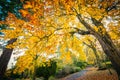 Golden chestnut trees and the road. Autumn in Scotland. Gold Trees in a park