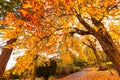 Golden chestnut trees and the road. Autumn in Scotland. Gold Trees in a park