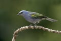 Golden-chevroned tanager, Thraupis ornata,