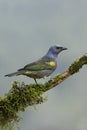 Golden-chevroned tanager, Thraupis ornata,