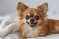 a golden Chihuahua dog with large perked-up ears Royalty Free Stock Photo