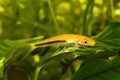 Golden Chinese algae eater Aquarium Fish catfish Gyrinocheilus aymonieri Royalty Free Stock Photo