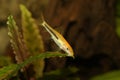 Golden Chinese algae eater Aquarium Fish catfish Gyrinocheilus aymonieri Royalty Free Stock Photo