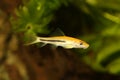 Golden Chinese algae eater Aquarium Fish catfish Gyrinocheilus aymonieri Royalty Free Stock Photo