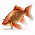 Golden Chinese carp, goldfish isolated on white close-up Royalty Free Stock Photo