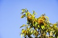 Golden chinquapin (Chrysolepis chrysophylla) tree in autumn has edible hazelnut like fruits, San Pedro Valley County Park, San Royalty Free Stock Photo