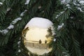 Golden Christmas ball on branch Christmas tree covered with snow